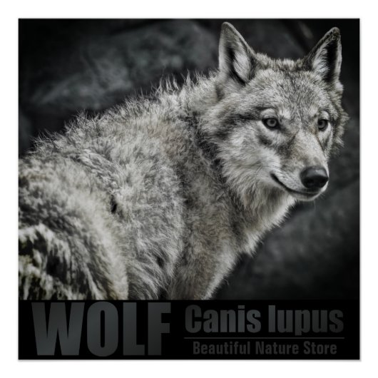 WOLF:Glossy Poster (Devant)