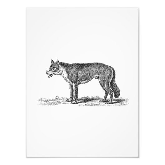 Wolf Illustratie - Sjabloon van 1800 Wolven Foto Afdruk (Voorkant)