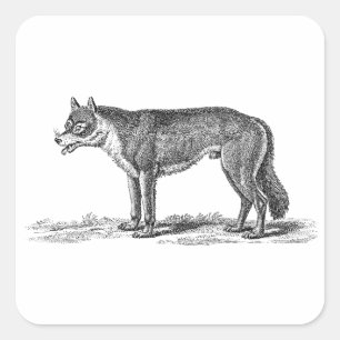 Wolf Illustratie - Sjabloon van 1800 Wolven Vierkante Sticker