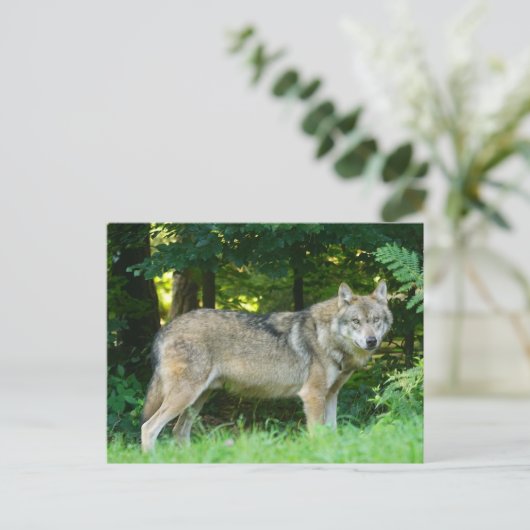 Wolf in de bossen briefkaart (Staand voorkant)