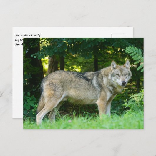 Wolf in de bossen briefkaart (Voorkant / Achterkant)