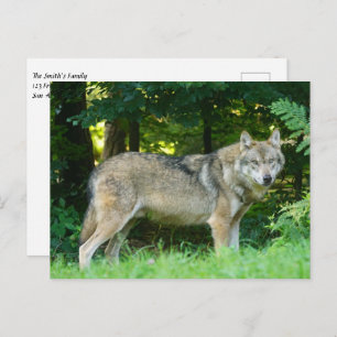 Wolf in de bossen briefkaart