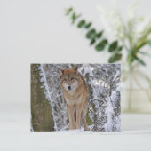 Wolf in de sneeuw briefkaart (Staand voorkant)