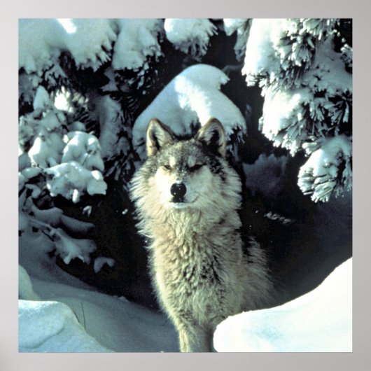 Wolf in de sneeuw poster (Voorkant)