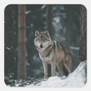 Wolf in de Winter Vierkante Sticker
