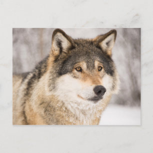 Wolf in een winterbos briefkaart