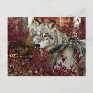Wolf in Herfst Briefkaart