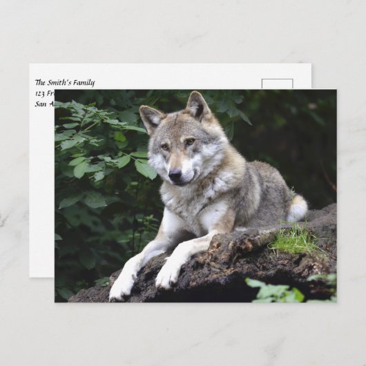 Wolf in het bos briefkaart (Voorkant / Achterkant)