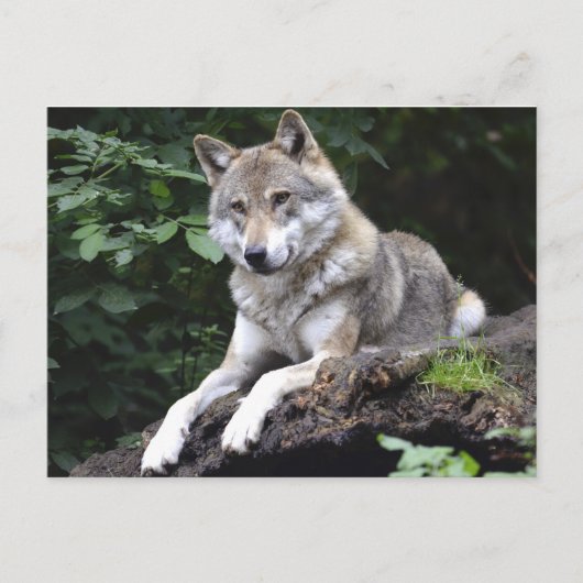 Wolf in het bos briefkaart (Voorkant)