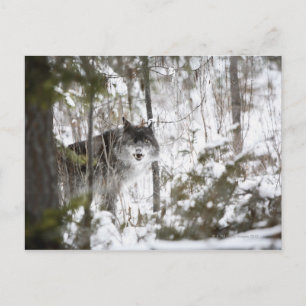Wolf in het bos in de winter briefkaart
