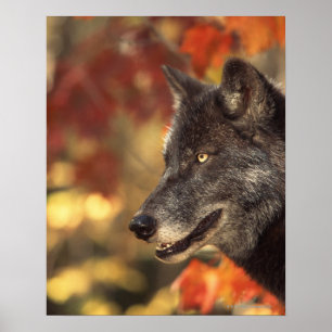 Wolf in het najaar poster