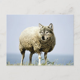 Wolf in Sheep Clothing Briefkaart
