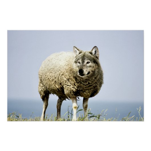 Wolf in Sheep Clothing Perfect Poster (Voorkant)