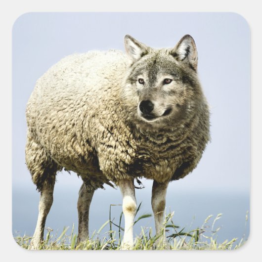 Wolf in Sheep Clothing Vierkante Sticker (Voorkant)