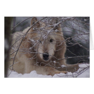 Wolf in Snow