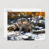 "Wolf in Winter" Briefkaart (Voorkant / Achterkant)