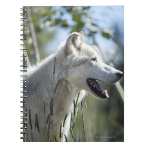 Wolf in Yellowstone 2 Notitieboek