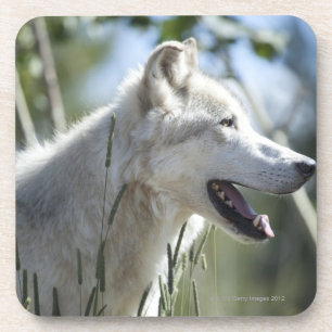 Wolf in Yellowstone 2 Onderzetter