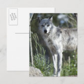 Wolf in Yellowstone Briefkaart (Voorkant / Achterkant)