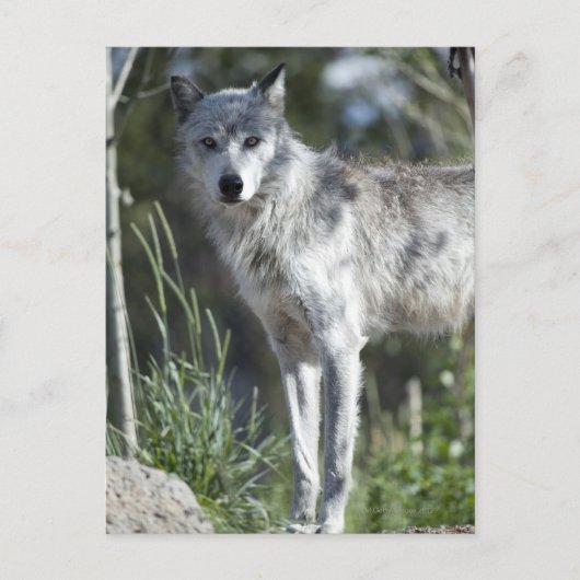 Wolf in Yellowstone Briefkaart (Voorkant)