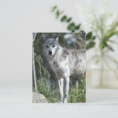 Wolf in Yellowstone Briefkaart (Staand voorkant)