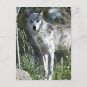Wolf in Yellowstone Briefkaart