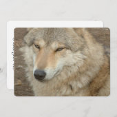 Wolf Kaart (Voorkant / Achterkant)