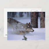 Wolf loopt in sneeuw briefkaart (Voorkant / Achterkant)