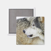 Wolf Magneet (Voorkant / Achterkant)