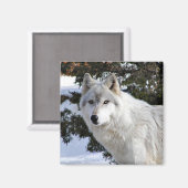 wolf magneet (Voorkant / Achterkant)