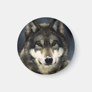 Wolf Magneet