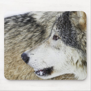 Wolf Muismat