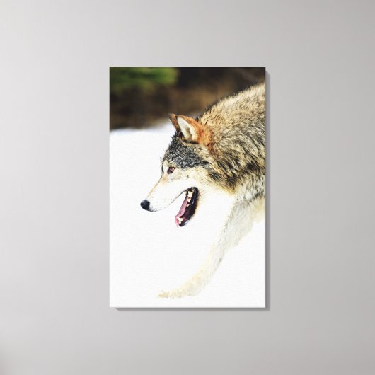 Wolf op de prowl canvas afdruk (Voorkant)