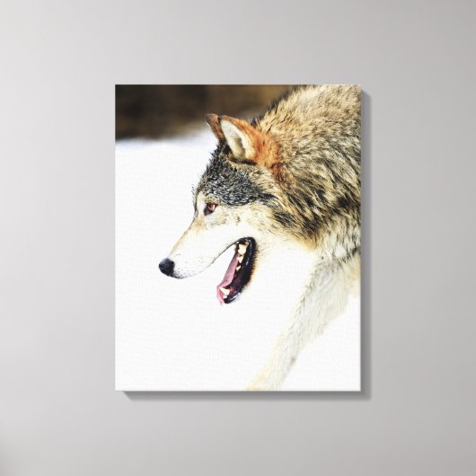 Wolf op de prowl canvas afdruk (Voorkant)
