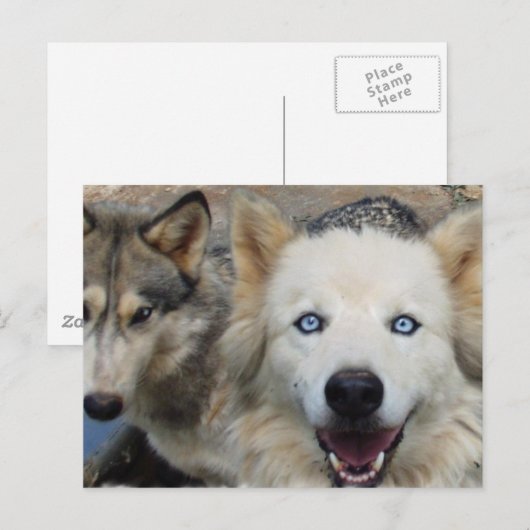 Wolf Pack Briefkaart (Voorkant / Achterkant)