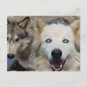 Wolf Pack Briefkaart (Voorkant)