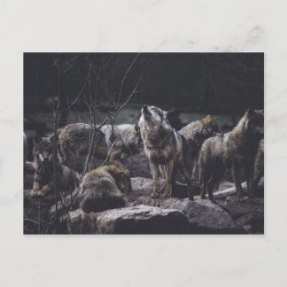 Wolf Pack Briefkaart