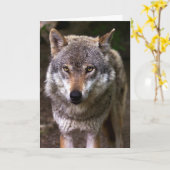 WOLF PHOTOGRAPHIE CARTE D'ANNIVERSAIRE (Fleur jaune)