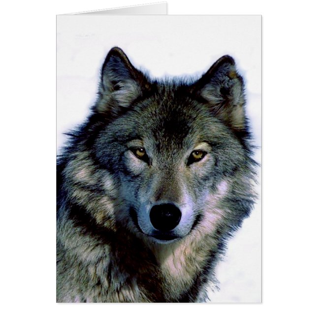 Wolf Portrait (Voorkant)