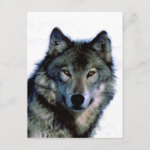 Wolf Portrait Briefkaart