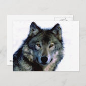 Wolf Portrait Briefkaart (Voorkant / Achterkant)