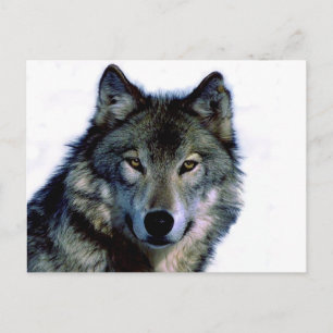 Wolf Portrait Briefkaart