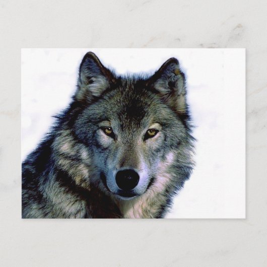 Wolf Portrait Briefkaart (Voorkant)