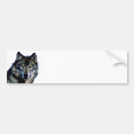 Wolf Portrait Bumpersticker (Voorkant)