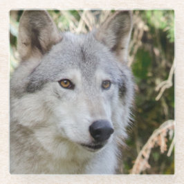 Wolf Portrait Glazen Onderzetter