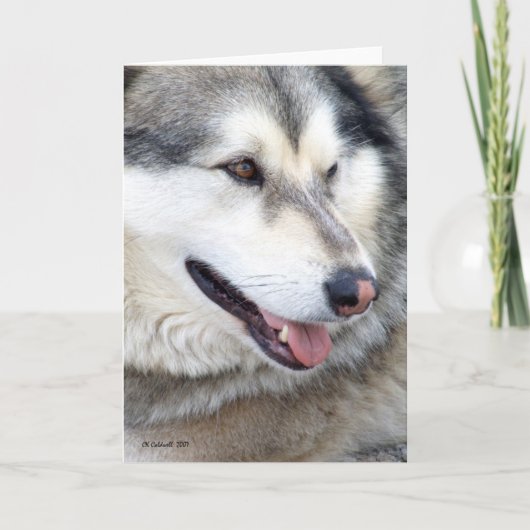 Wolf Portrait Kaart (Voorkant)