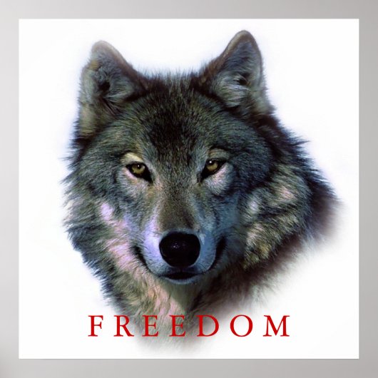 Wolf Portrait Square Freedom Poster Print (Voorkant)