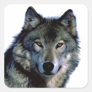 Wolf Portrait Vierkante Sticker