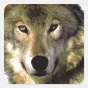 Wolf Portrait Vierkante Sticker