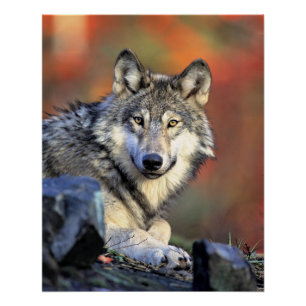 Wolf Portret Perfect Poster